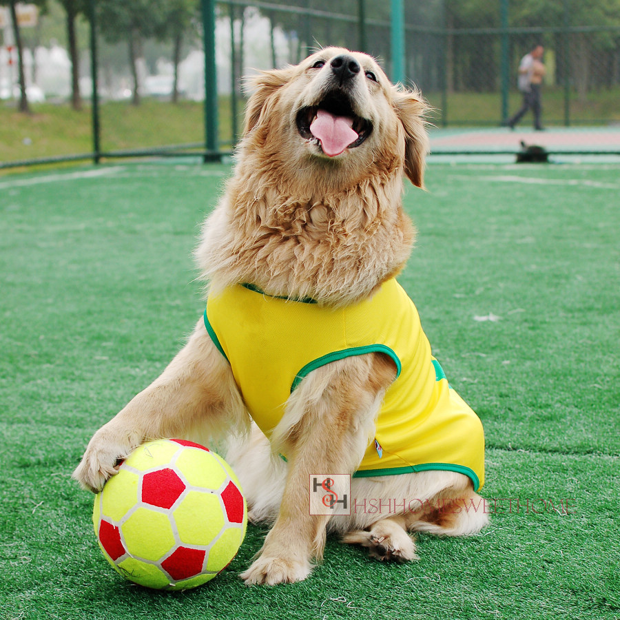 4960103-soccer-dog.jpg