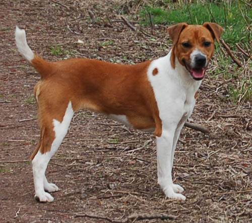 PlummerTerrier.jpg