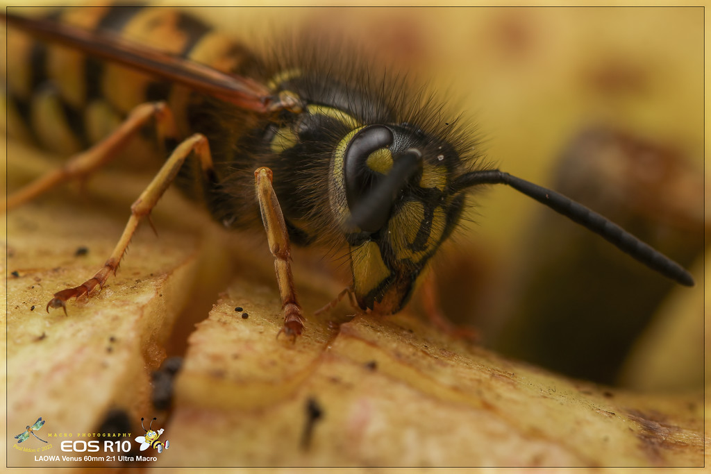 wasp_08_d-XL.jpg