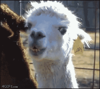 llama+side+eye.gif