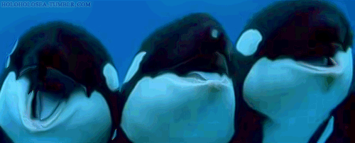 71pLds0.gif