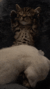 sleeping-sleeping-cat.gif