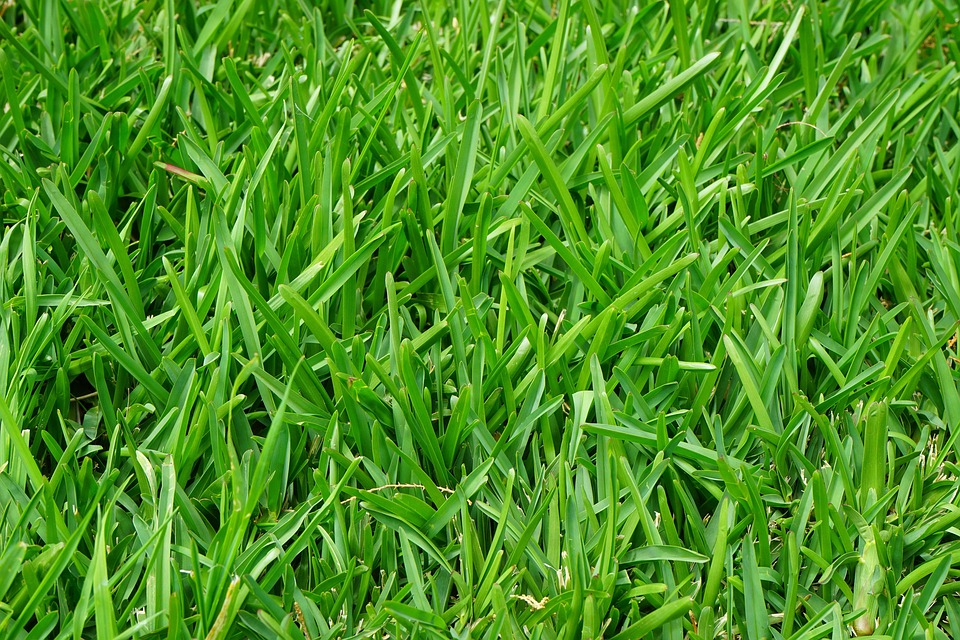 grass-375586_960_720.jpg