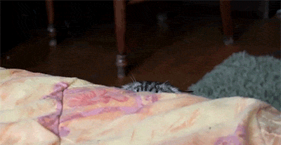 tumblr_inline_mu9m3oYd4d1raprkq.gif