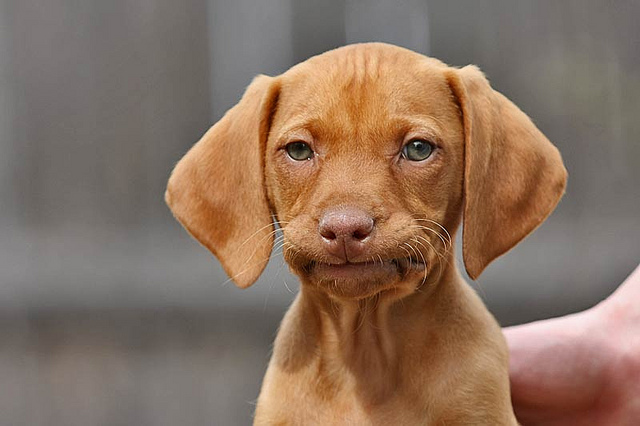 unimpressed-dog.jpg