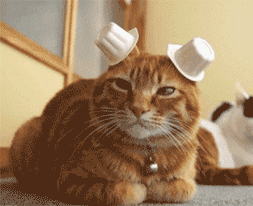 tumblr_n5n78e66id1s818xzo1_400.gif