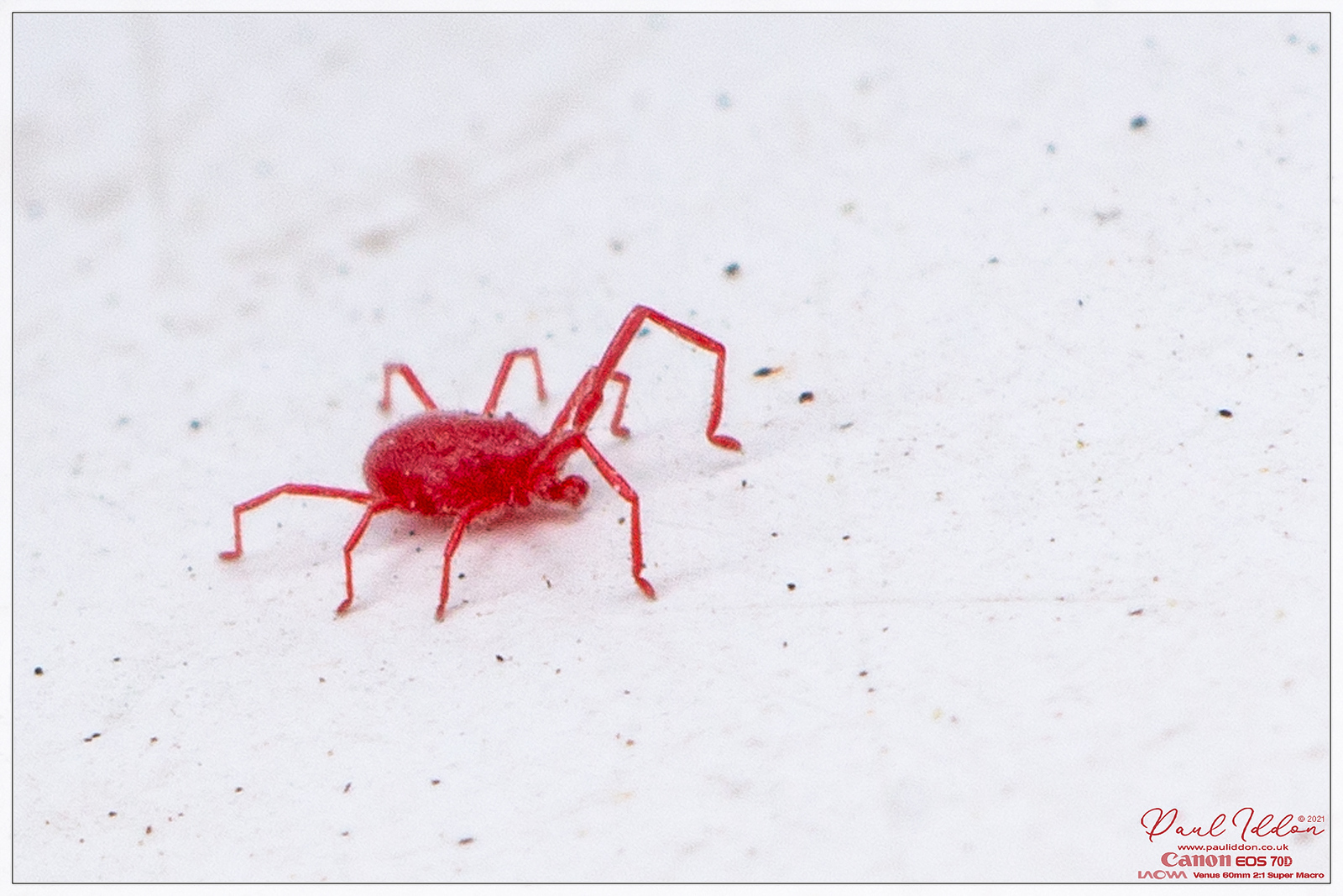 redmite3_4k_1800-X3.jpg