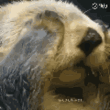 eye-otter.gif