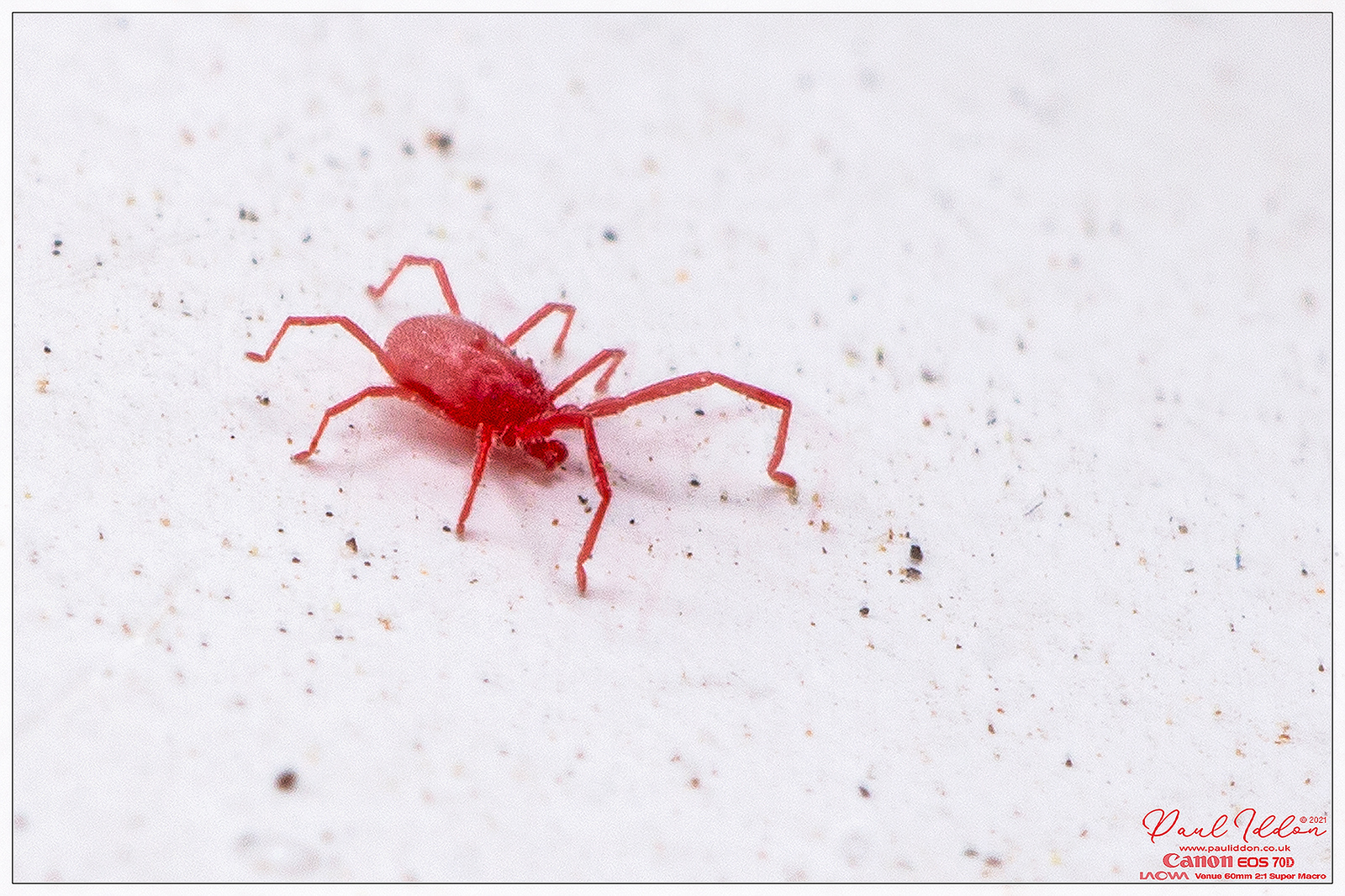 redmite4_4k_1800-X3.jpg