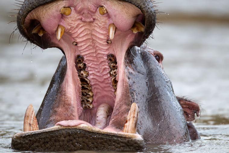 hippo-yawn.jpg