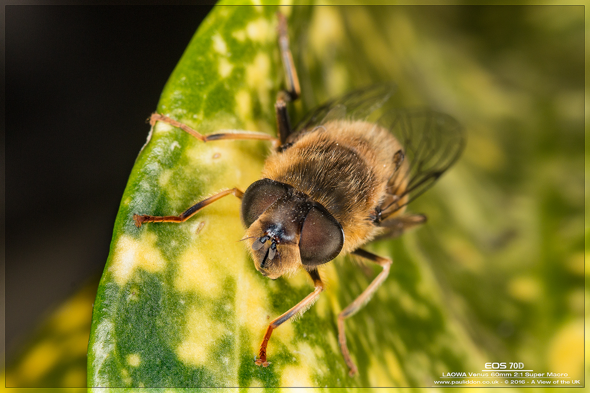 1200eristalis07.jpg