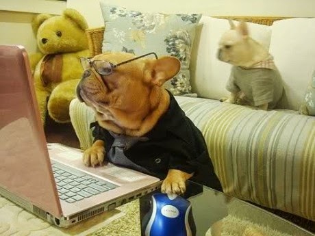 geeky-dog-using-laptop.jpg