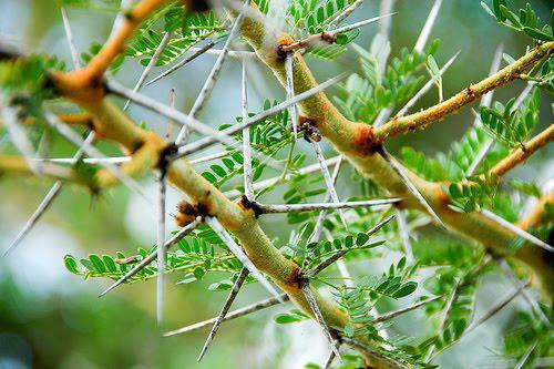 acacia-thorns.jpg
