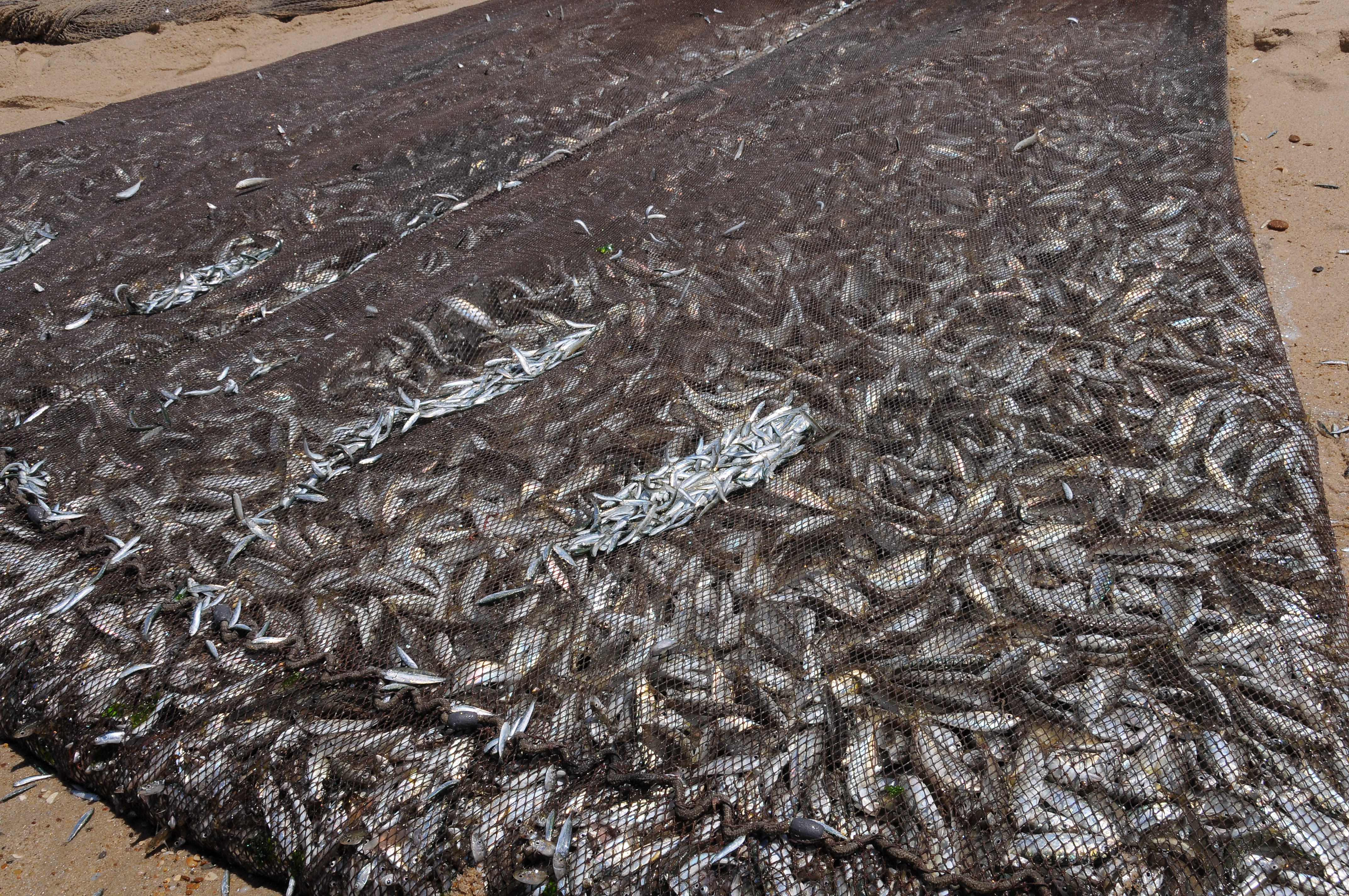 Fish_net.JPG