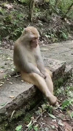 cli%C3%A7-cli%C3%A7monkey.gif