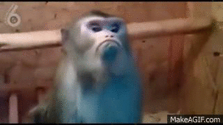 CpQEWj.gif