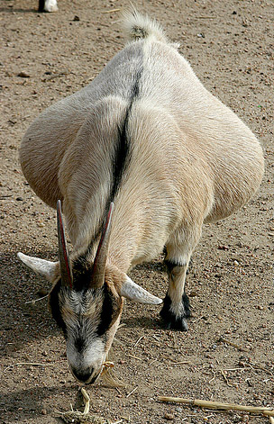 Pregnant_goat.jpg