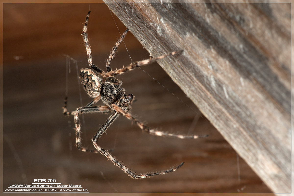 800orbmale01.jpg