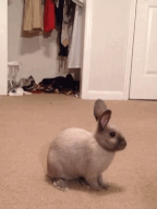 tumblr_mj2n2pSDR11qb5gkjo2_250.gif
