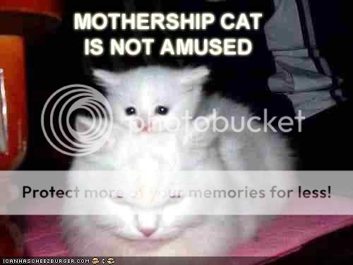 funny-pictures-cat-is-not-amused.jpg