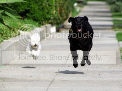 dogs.jpg