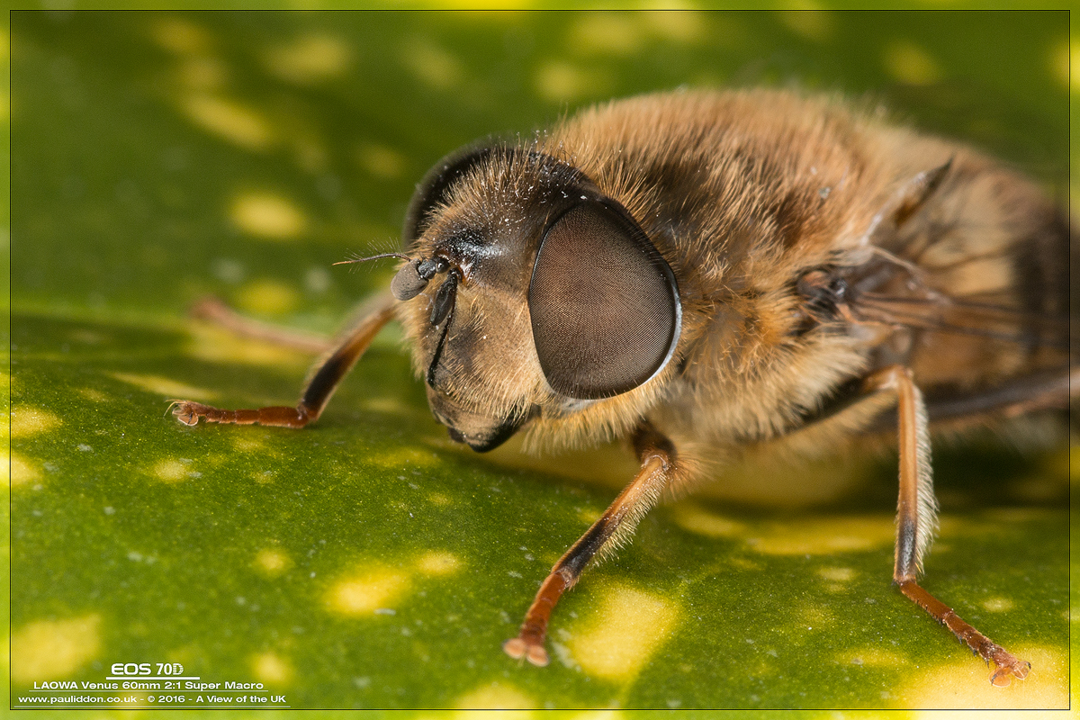 1200eristalis03.jpg