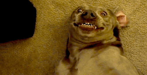 tumblr_m0g9av5qv61r13m08o1_500.gif