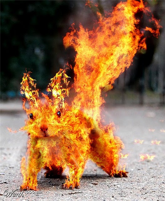 squirrelonfire.jpg