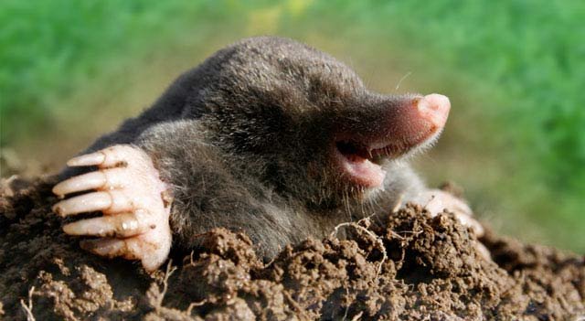 mole-lying-in-mud.jpg