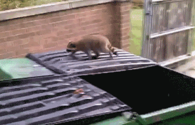 1370092779_1595494443.gif