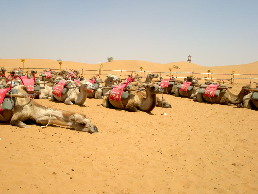 The_Herd_of_Camels_by_Kitsumi_Hime.jpg