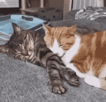 snuggle-cats.gif