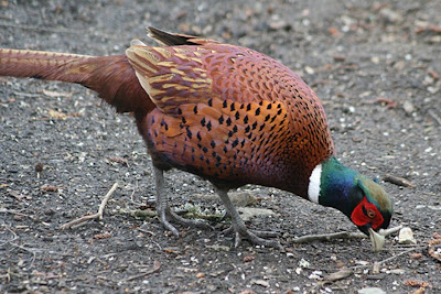 Pheasant.jpg