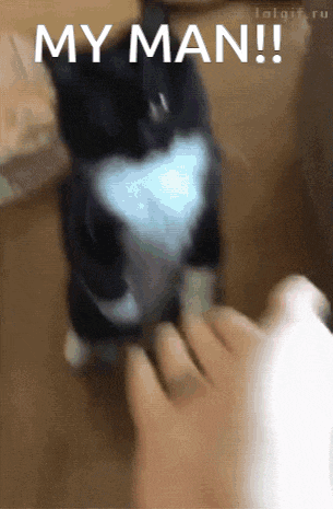 cat-high-five.gif