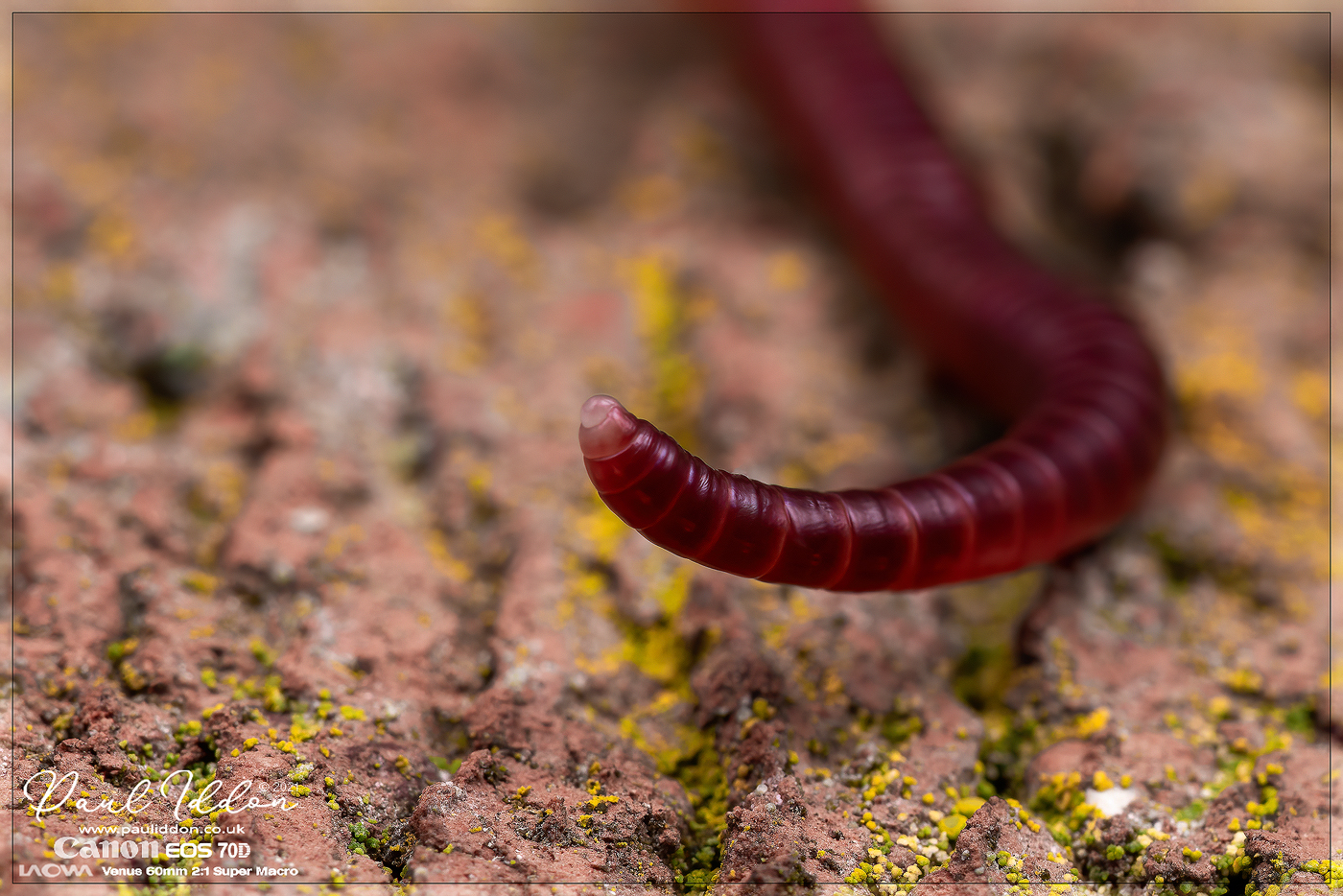 worm1_1400.jpg