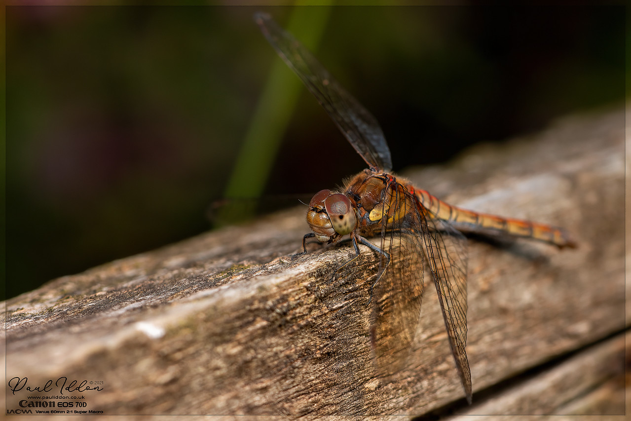 60mm_dragon_01_4k_1800-X2.jpg