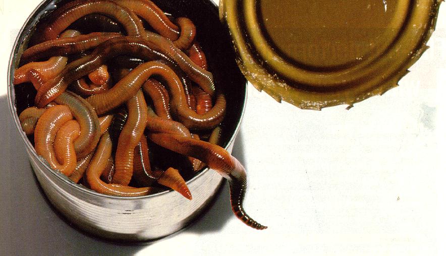 can_of_worms.jpg