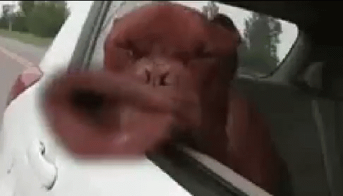 dog-head-out-the-window.gif