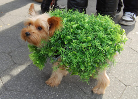 chia-dog-costume-480x344.jpg