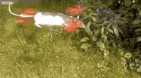 200w.gif