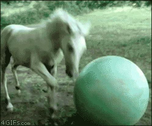 horse-fun.gif
