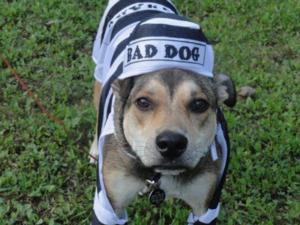 prison-dog-halloween-costume-3604.jpg