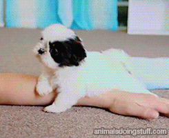 tumblr_muj3rkTkVO1shdotdo1_250.gif