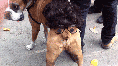 giphy.gif