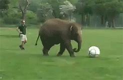 tumblr_mrdtvtdQY51sa24tdo1_250.gif