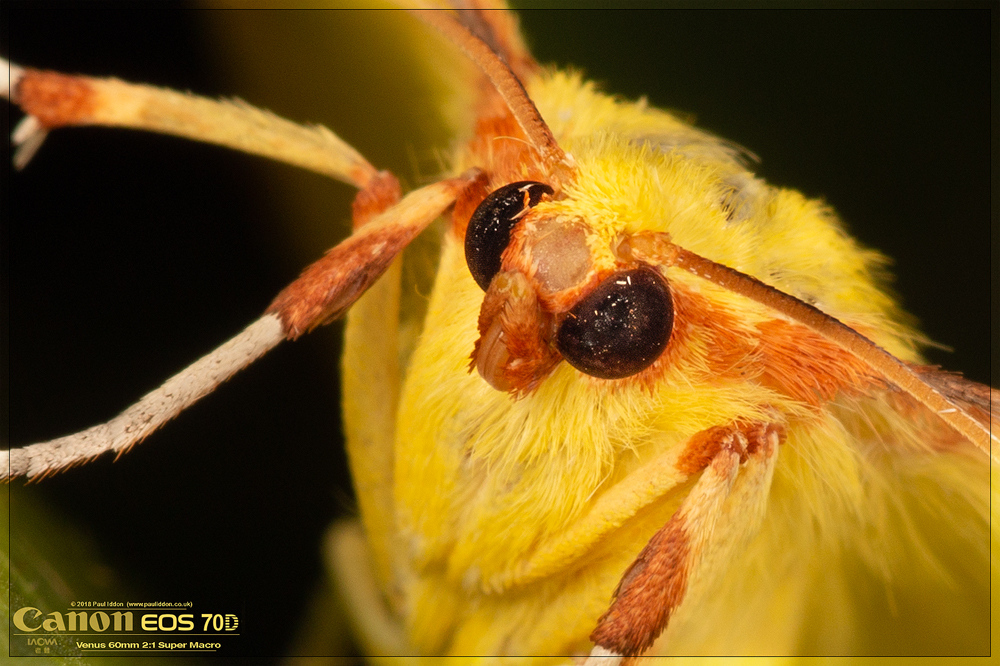 yellow_Zoom_eyes.jpg
