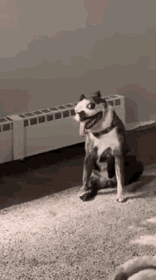 dog-stupid.gif