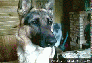 tenor.gif