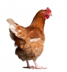 4826.fowl.jpg