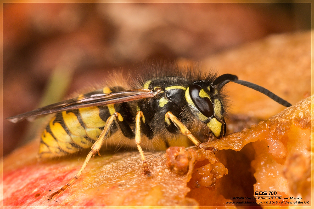 1200waspclose4.jpg